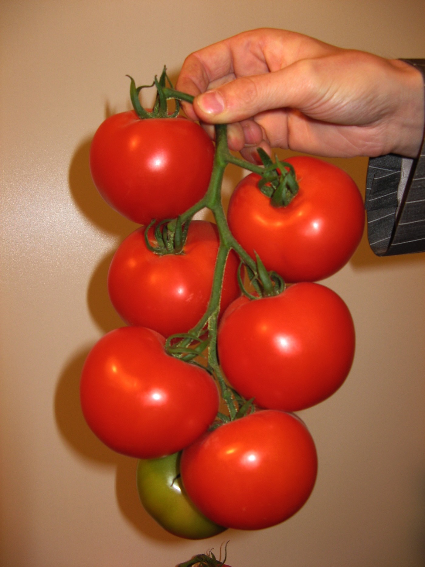 Pomidor NEMO NETTA F1 - ulepszona odmiana MALIBU F1 180-220g 500 nasion