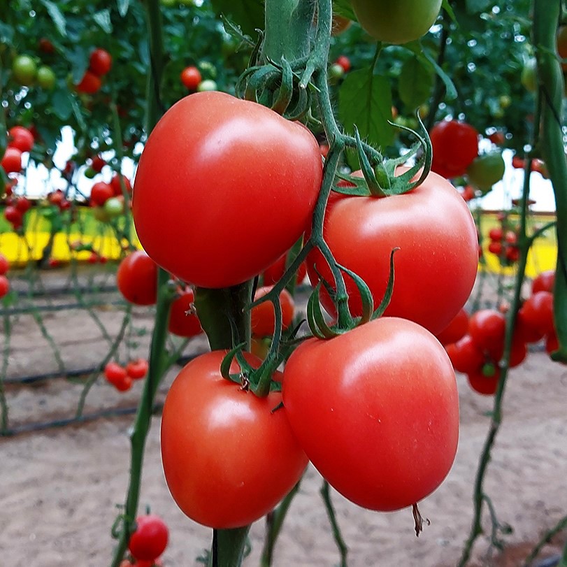 Pomidor KRISTOFF F1 (malinowe jajko) 150-180g 100 nasion