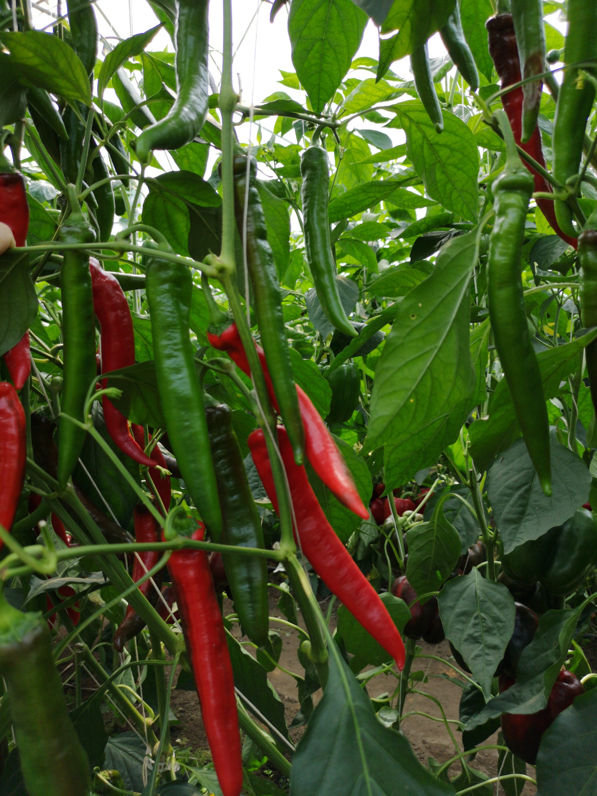 KOYOT F1 (chili)