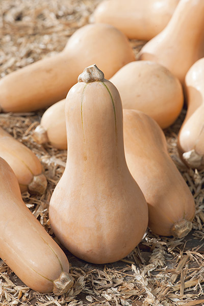 Dynia Waltam Butternut 