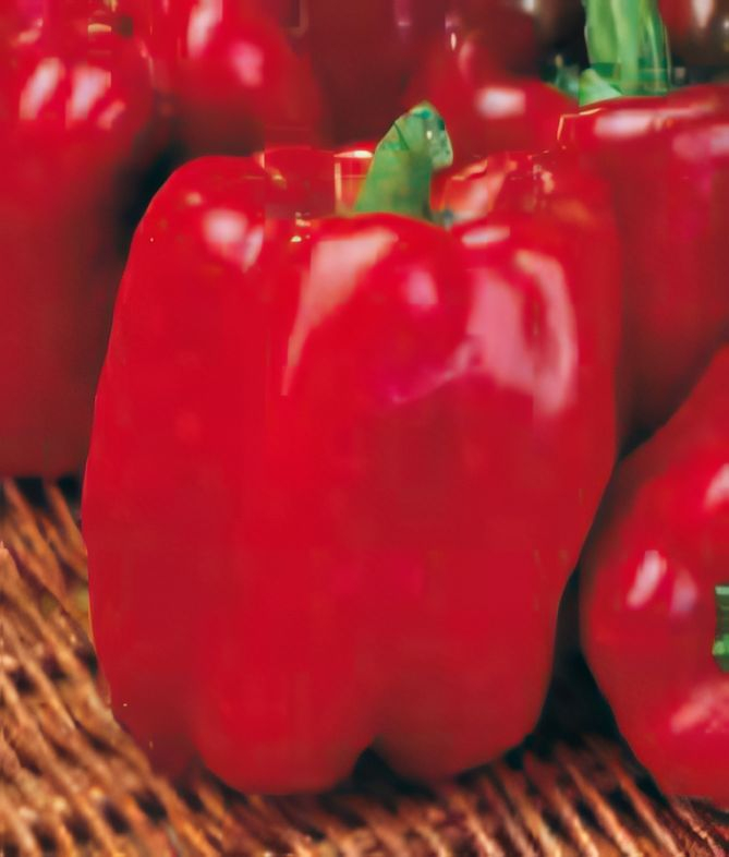 Quadrato ASTI rosso (typ block ASTI czerwona)